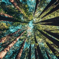 Foto: Casey Horner/Unsplash