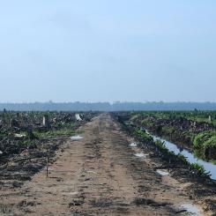 Avskogning i Indonesien. Foto: Hayden - Oil Palm Concession/Wikimedia Commons