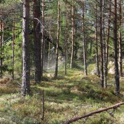 Komatsu Forest huvudkontor ligger i Umeå och här finns produktionsenheten för hjulgående skogsmaskiner och skördaraggregat. Hela Komatsu-koncernen har 60 000 anställda runtom i världen, varav 1780 inom Komatsu Forest.