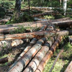 Forskare är välkomna att söka finansiering för projekt som ”bidrar till att förbättra förståelsen av kolbalansen i skogliga värdekedjor”.  Arkivbild.