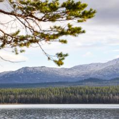 Foto: Norra Skog