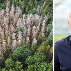 Bild: Skogsindustrierna