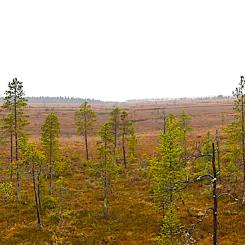 Den rikaste delen av Sakati-malmesförekomsten finns på ett djup över 500 meter under myren Viiankiaapa. Foto: Creative Commons Licens. Kredit: Antti Leppänen.