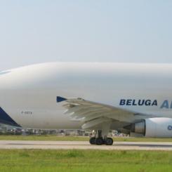Beluga, som flygplanen heter, har fått sitt namn efter deras likhet med en lång tandval, också kallad beluga. Foto: Xeper/Wikimedia Commons